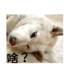 Daily Life of a White Shiba Inu Dogthing（個別スタンプ：8）