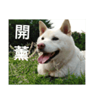 Daily Life of a White Shiba Inu Dogthing（個別スタンプ：9）