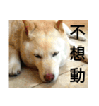 Daily Life of a White Shiba Inu Dogthing（個別スタンプ：10）