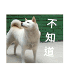 Daily Life of a White Shiba Inu Dogthing（個別スタンプ：11）