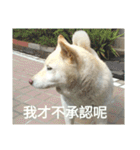 Daily Life of a White Shiba Inu Dogthing（個別スタンプ：13）