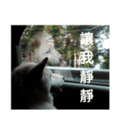 Daily Life of a White Shiba Inu Dogthing（個別スタンプ：14）