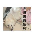 Daily Life of a White Shiba Inu Dogthing（個別スタンプ：18）