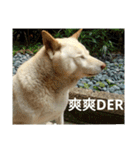 Daily Life of a White Shiba Inu Dogthing（個別スタンプ：20）