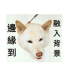 Daily Life of a White Shiba Inu Dogthing（個別スタンプ：22）