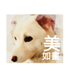 Daily Life of a White Shiba Inu Dogthing（個別スタンプ：24）