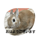 monaka rabbit photo 8（個別スタンプ：1）