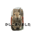 monaka rabbit photo 8（個別スタンプ：3）