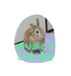 monaka rabbit photo 8（個別スタンプ：4）