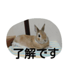 monaka rabbit photo 8（個別スタンプ：5）