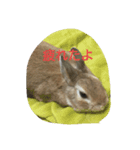 monaka rabbit photo 8（個別スタンプ：8）