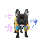 French Bulldog - CEO LIN（個別スタンプ：1）