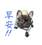 French Bulldog - CEO LIN（個別スタンプ：2）