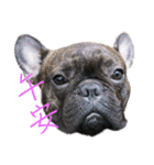 French Bulldog - CEO LIN（個別スタンプ：4）