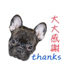 French Bulldog - CEO LIN（個別スタンプ：6）