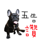 French Bulldog - CEO LIN（個別スタンプ：7）