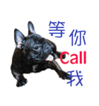 French Bulldog - CEO LIN（個別スタンプ：8）