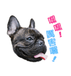 French Bulldog - CEO LIN（個別スタンプ：9）