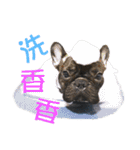 French Bulldog - CEO LIN（個別スタンプ：10）