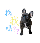 French Bulldog - CEO LIN（個別スタンプ：11）