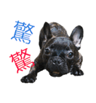 French Bulldog - CEO LIN（個別スタンプ：12）