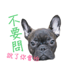 French Bulldog - CEO LIN（個別スタンプ：13）