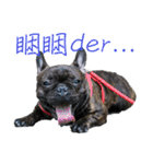 French Bulldog - CEO LIN（個別スタンプ：14）