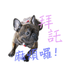 French Bulldog - CEO LIN（個別スタンプ：16）