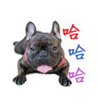 French Bulldog - CEO LIN（個別スタンプ：18）