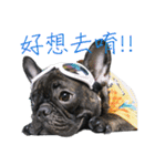 French Bulldog - CEO LIN（個別スタンプ：25）