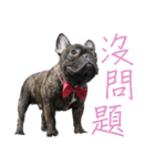 French Bulldog - CEO LIN（個別スタンプ：26）