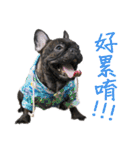 French Bulldog - CEO LIN（個別スタンプ：29）