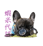 French Bulldog - CEO LIN（個別スタンプ：30）