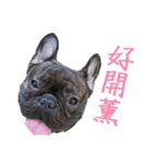 French Bulldog - CEO LIN（個別スタンプ：32）