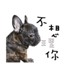 French Bulldog - CEO LIN（個別スタンプ：33）