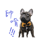 French Bulldog - CEO LIN（個別スタンプ：34）