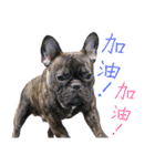 French Bulldog - CEO LIN（個別スタンプ：37）