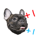 French Bulldog - CEO LIN（個別スタンプ：39）