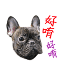 French Bulldog - CEO LIN（個別スタンプ：40）