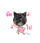 Namkhang Yorkie2（個別スタンプ：16）