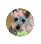 schnauzer＆background（個別スタンプ：4）