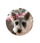 schnauzer＆background（個別スタンプ：6）