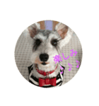 schnauzer＆background（個別スタンプ：8）