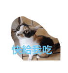 cat speaks hi（個別スタンプ：1）