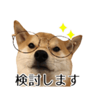 柴犬こてつ君*スタンプ第四弾*（個別スタンプ：5）