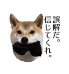 柴犬こてつ君*スタンプ第四弾*（個別スタンプ：10）