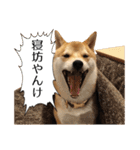 柴犬こてつ君*スタンプ第四弾*（個別スタンプ：12）