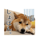 柴犬こてつ君*スタンプ第四弾*（個別スタンプ：16）