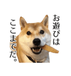 柴犬こてつ君*スタンプ第四弾*（個別スタンプ：17）