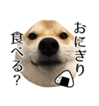 柴犬こてつ君*スタンプ第四弾*（個別スタンプ：19）